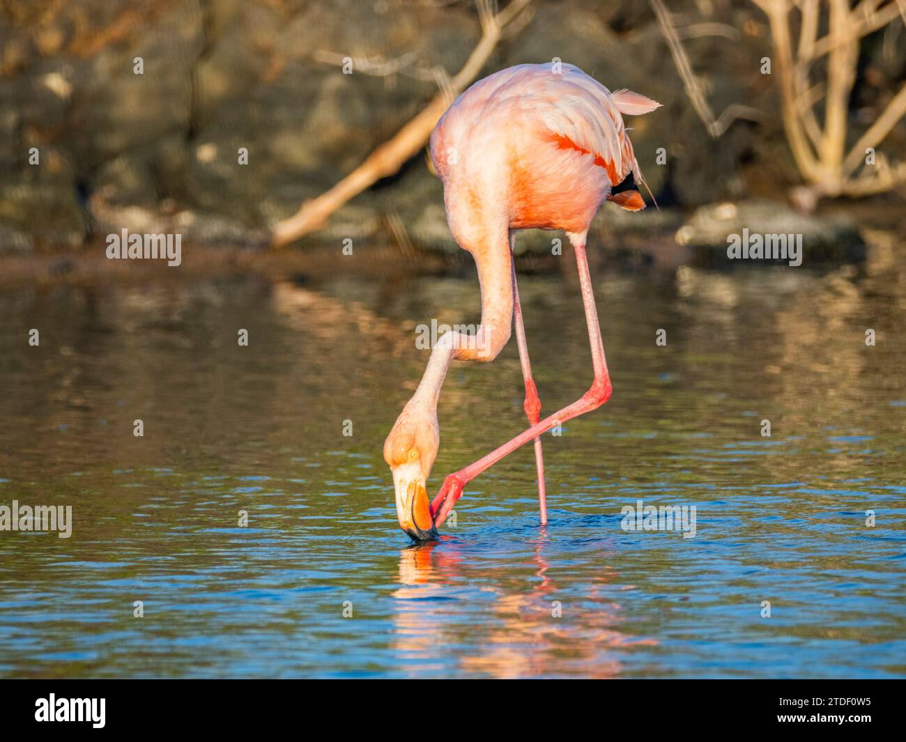 Flamingo d'Amérique adulte (Phoenicopterus ruber) se nourrissant de crevettes artesmia, île de Rabida, îles Galapagos, site du patrimoine mondial de l'UNESCO, Équateur Banque D'Images