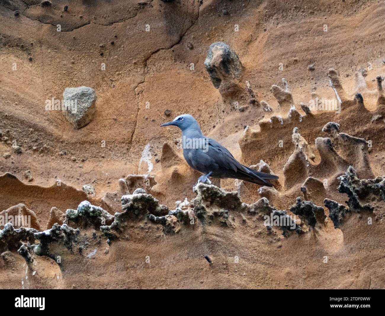 Noddy brun adulte (Anous stolidus), sur affleurement rocheux sur l'île Isabela, îles Galapagos, site du patrimoine mondial de l'UNESCO, Équateur, Amérique du Sud Banque D'Images