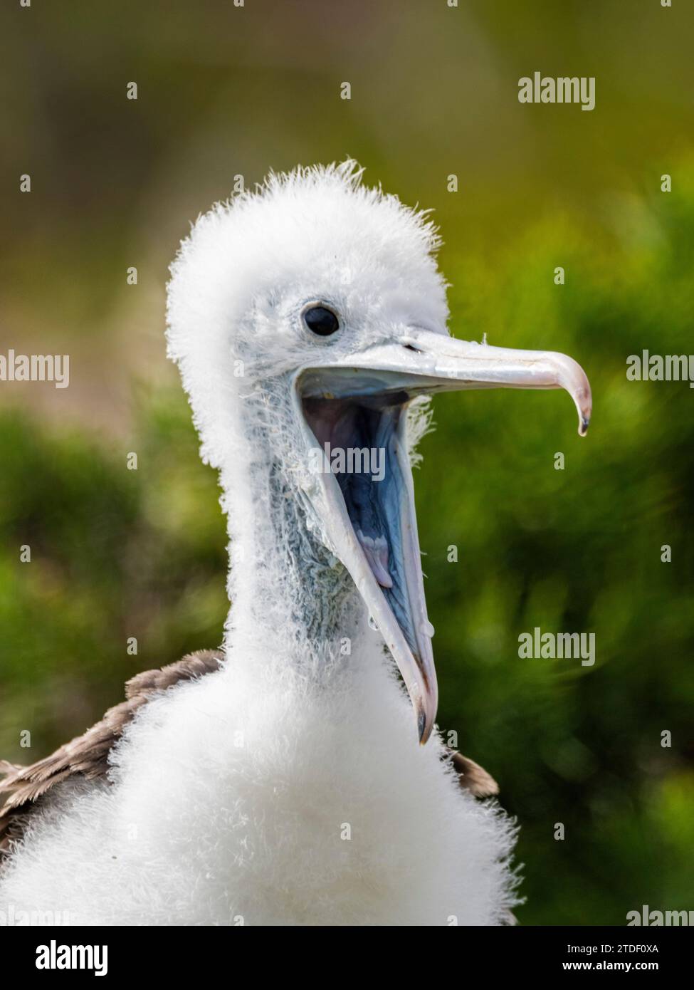 Grand poussin (Fregata minor) sur le nid sur l'île Seymour du Nord, îles Galapagos, site du patrimoine mondial de l'UNESCO, Équateur, Amérique du Sud Banque D'Images