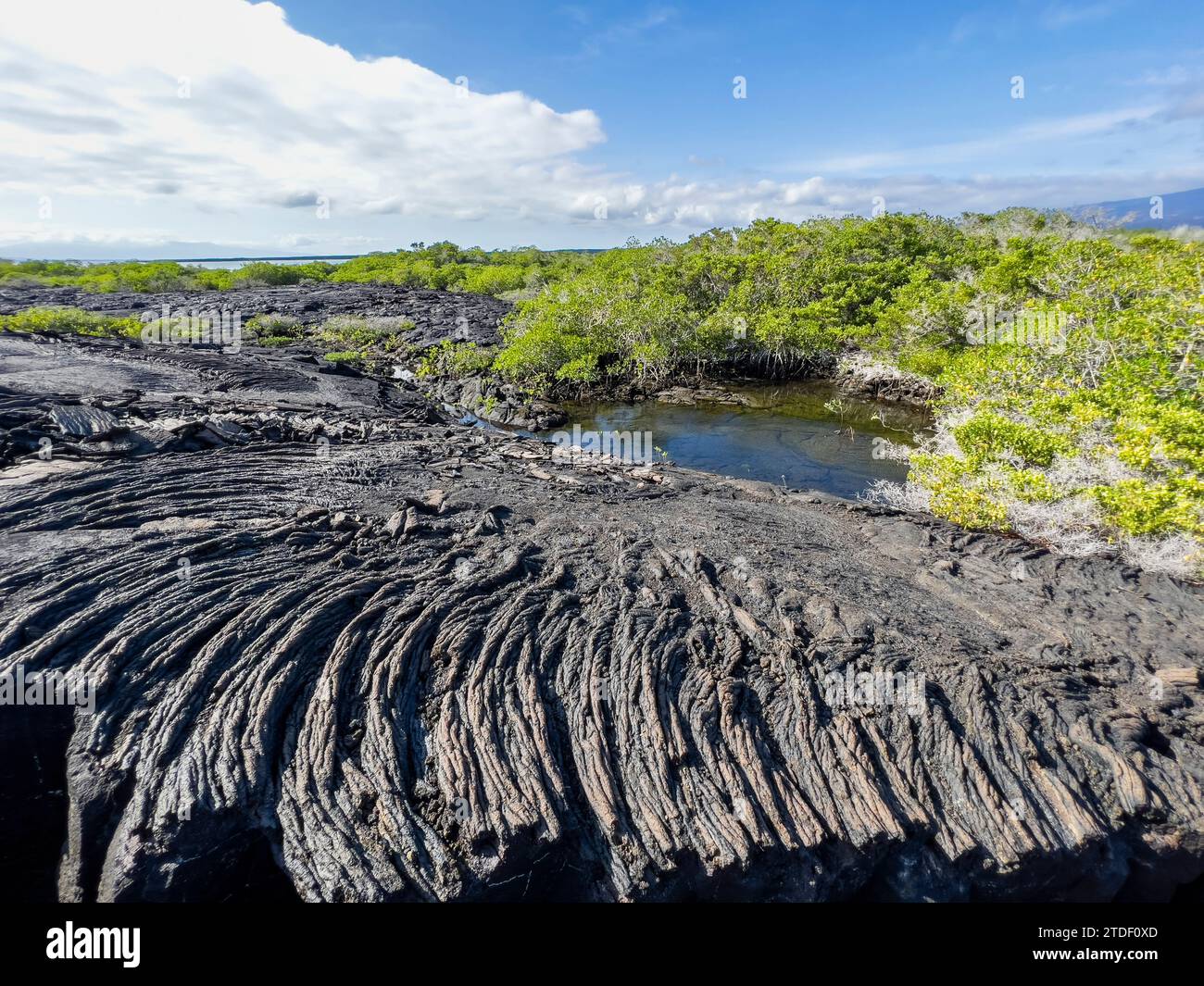 Lave Pahoehoe sur la plus jeune île des Galapagos, île Fernandina, îles Galapagos, site du patrimoine mondial de l'UNESCO, Équateur, Amérique du Sud Banque D'Images