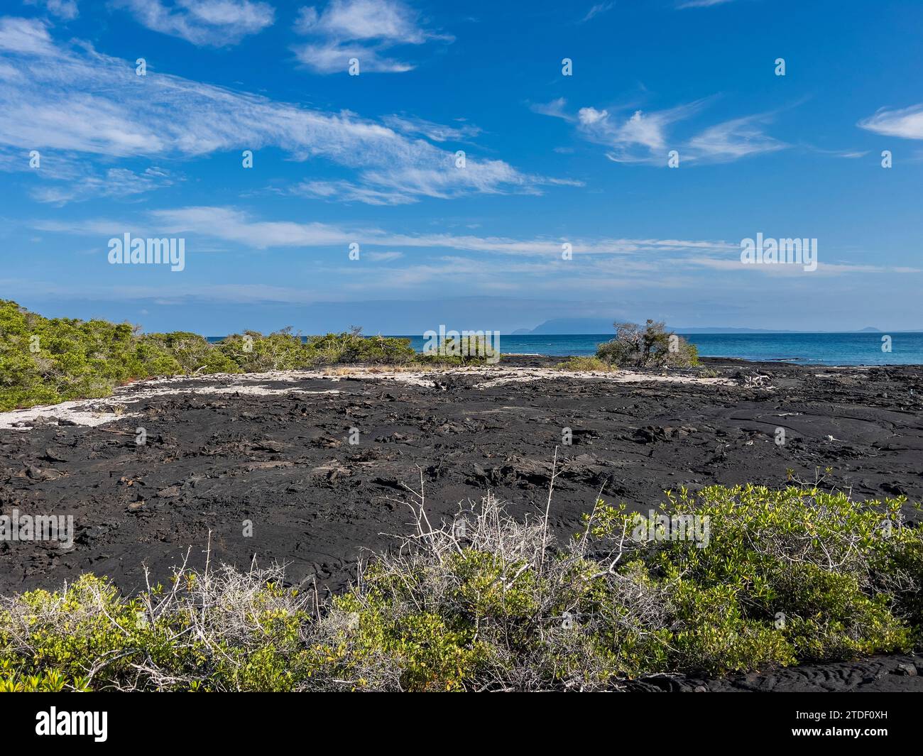 Lave Pahoehoe sur la plus jeune île des Galapagos, île Fernandina, îles Galapagos, site du patrimoine mondial de l'UNESCO, Équateur, Amérique du Sud Banque D'Images