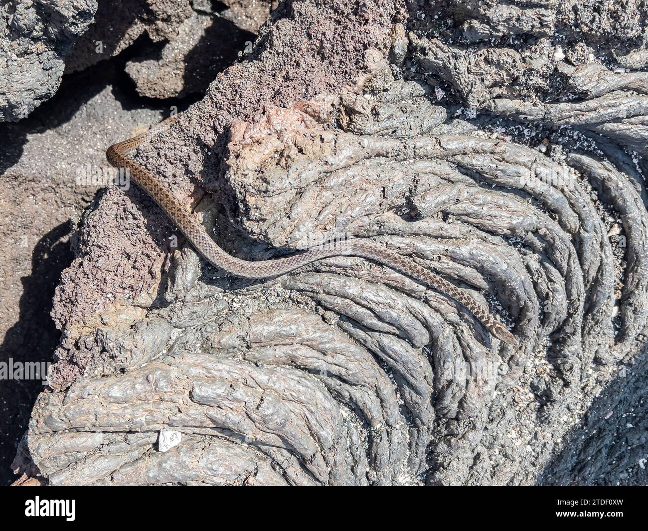 Un coureur adulte des Galapagos (Pseudalsophis biserialis), sur la lave pahoehoe sur l'île Fernandina, îles Galapagos, site du patrimoine mondial de l'UNESCO, Équateur Banque D'Images