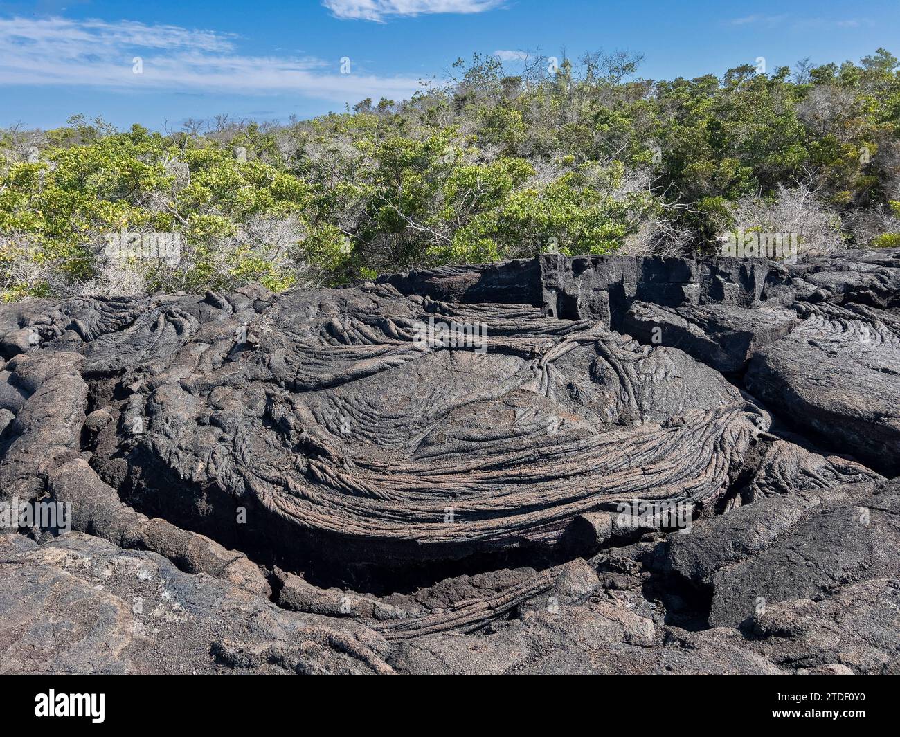 Lave Pahoehoe sur la plus jeune île des Galapagos, île Fernandina, îles Galapagos, site du patrimoine mondial de l'UNESCO, Équateur, Amérique du Sud Banque D'Images