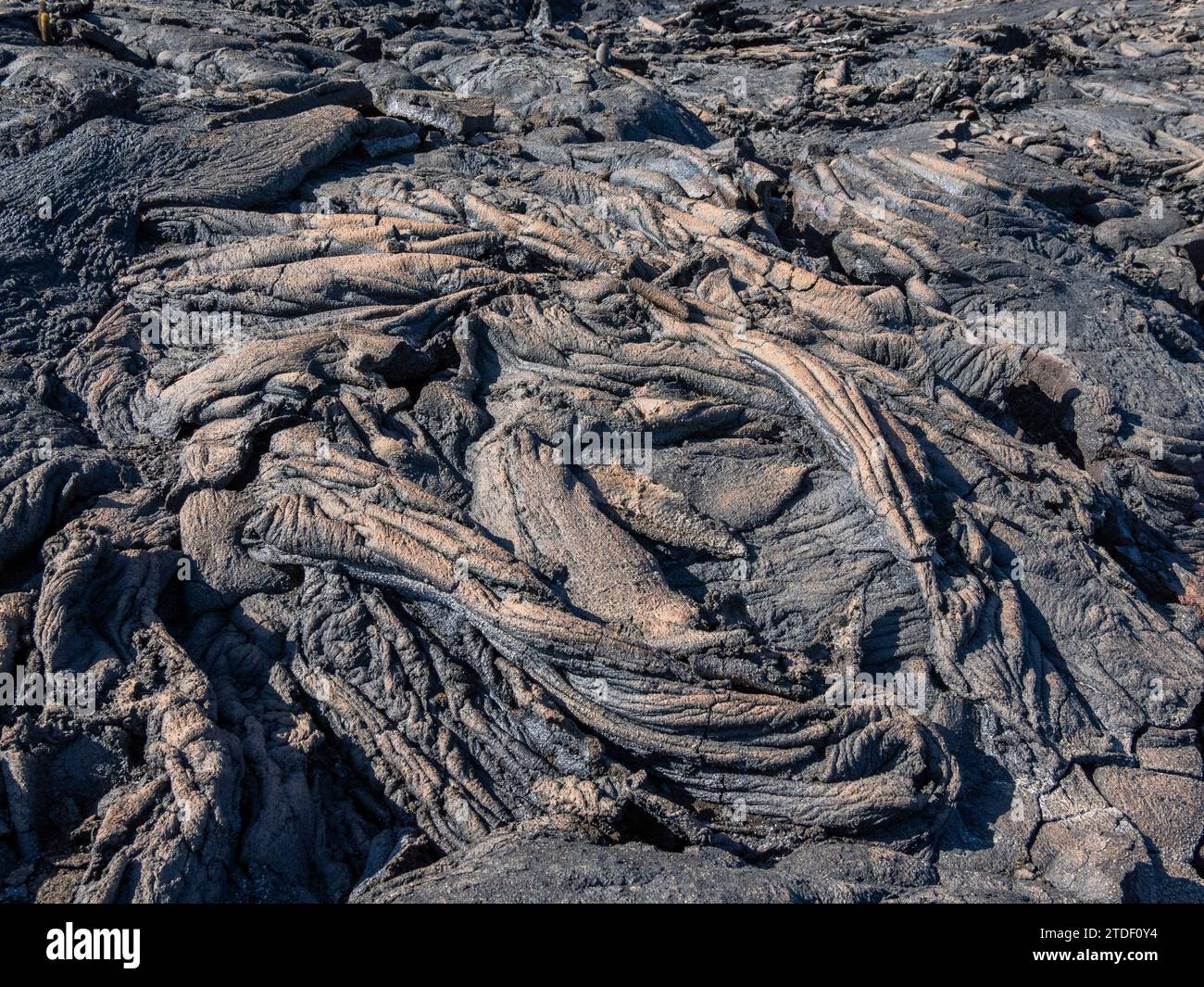 Lave Pahoehoe sur la plus jeune île des Galapagos, île Fernandina, îles Galapagos, site du patrimoine mondial de l'UNESCO, Équateur, Amérique du Sud Banque D'Images
