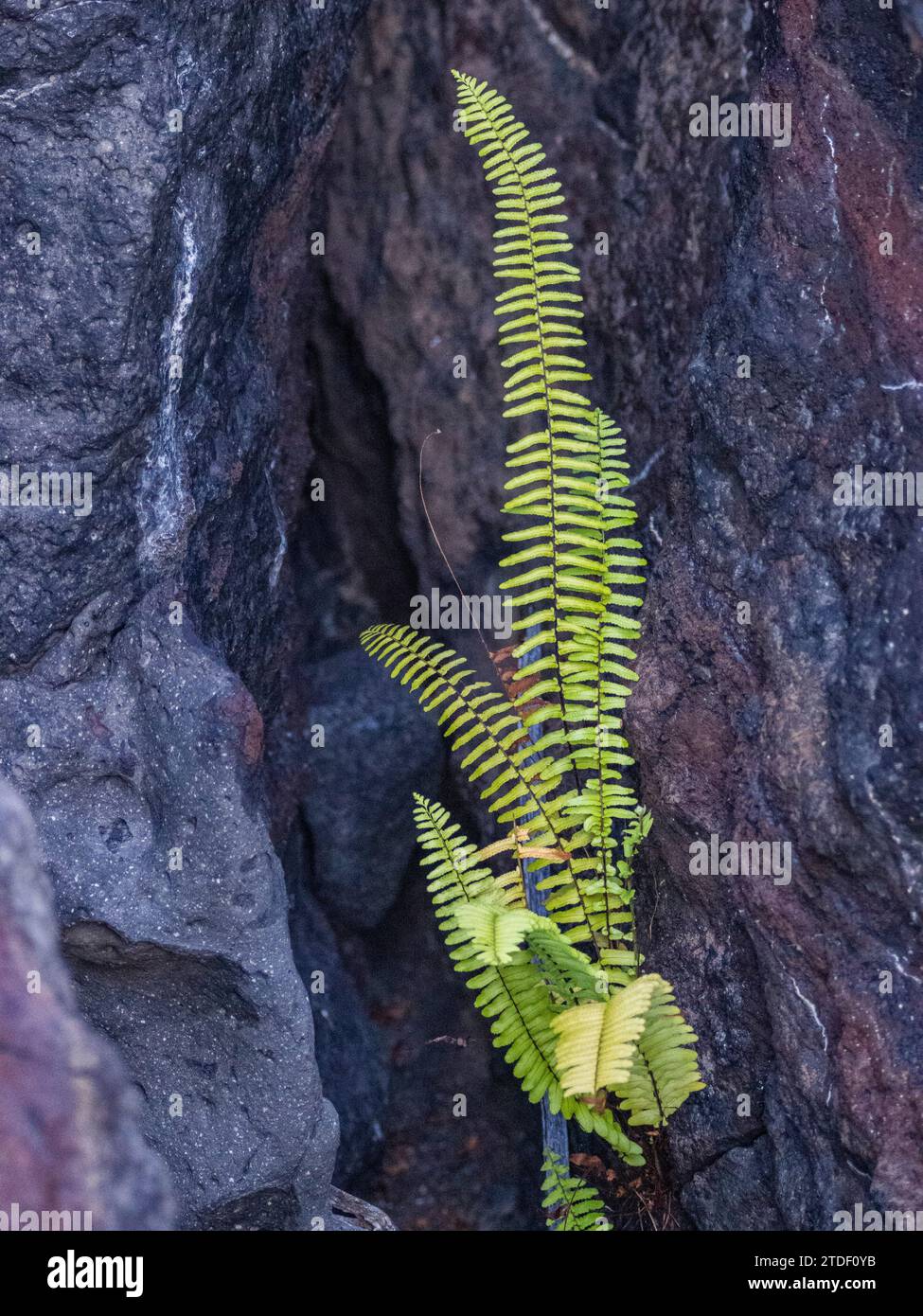 Nouvelle vie dans la lave pahoehoe sur la plus jeune île des Galapagos, île Fernandina, îles Galapagos, site du patrimoine mondial de l'UNESCO, Équateur Banque D'Images