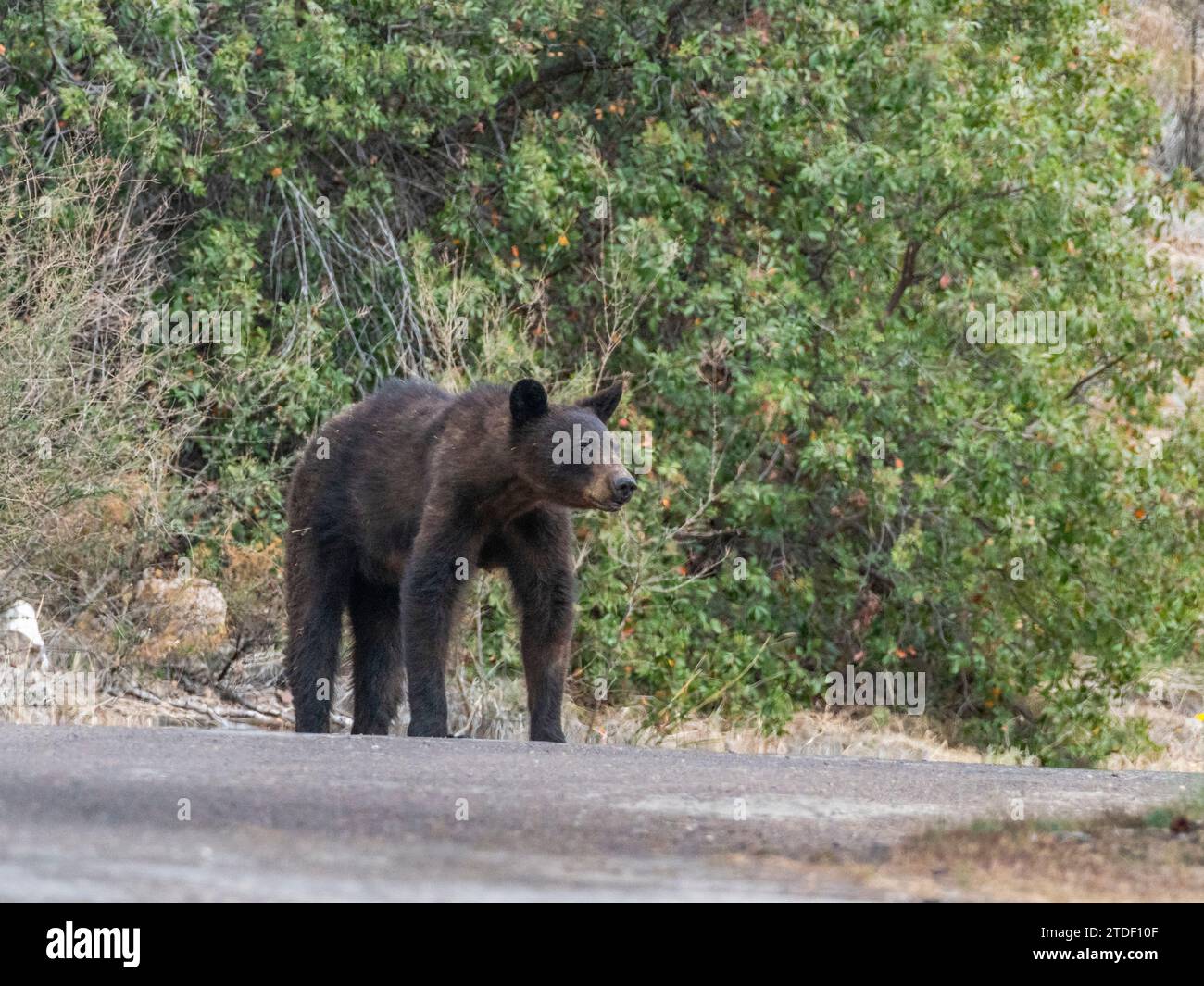 Ours noir américain femelle adulte (Ursus americanus), parc national de Big Bend, Texas, États-Unis d'Amérique, Amérique du Nord Banque D'Images