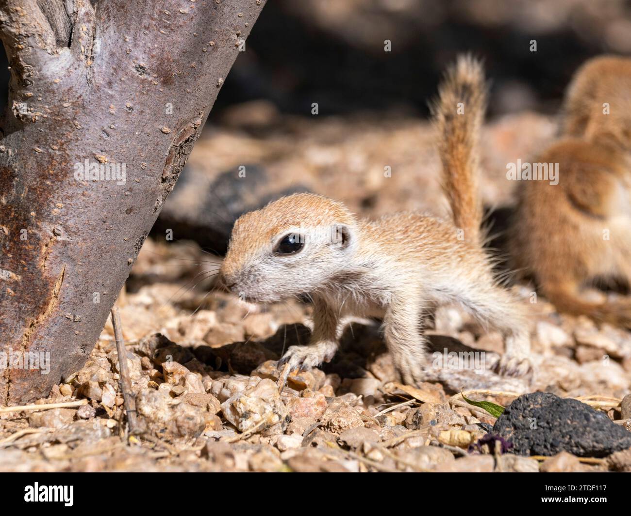 Écureuil à queue ronde (Xerospermophilus tereticaudus), Brandi Fenton Park, Tucson, Arizona, États-Unis d'Amérique, Amérique du Nord Banque D'Images