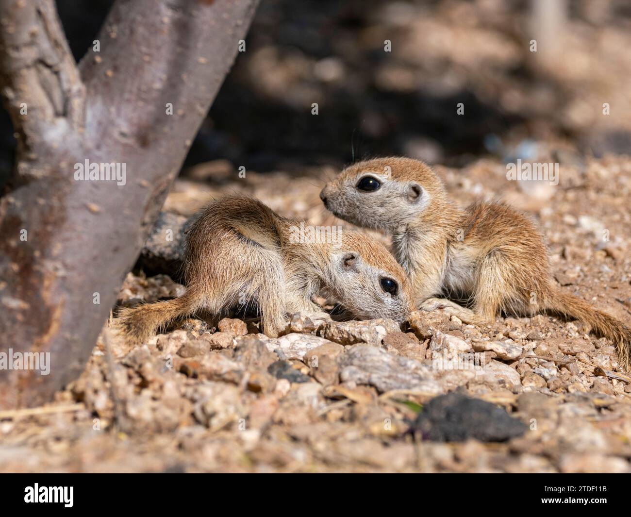 Écureuils terrestres à queue ronde (Xerospermophilus tereticaudus), Brandi Fenton Park, Tucson, Arizona, États-Unis d'Amérique, Amérique du Nord Banque D'Images