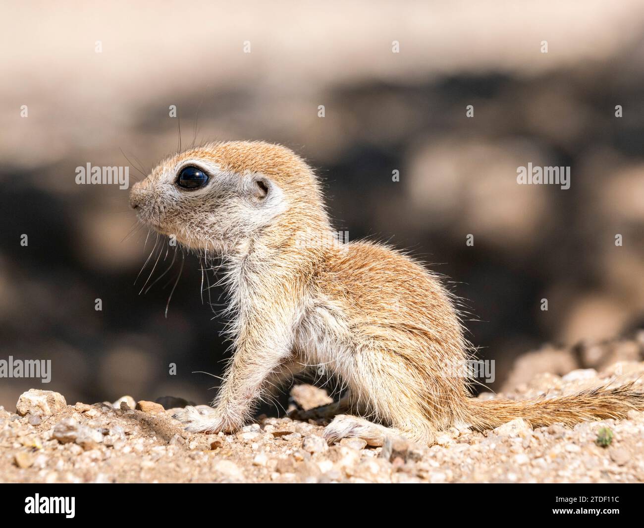 Écureuil à queue ronde (Xerospermophilus tereticaudus), Brandi Fenton Park, Tucson, Arizona, États-Unis d'Amérique, Amérique du Nord Banque D'Images