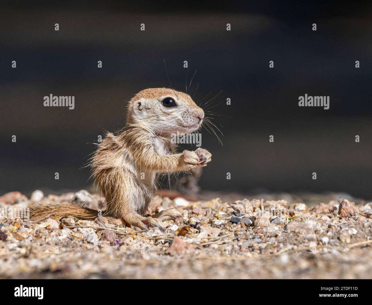 Écureuil à queue ronde (Xerospermophilus tereticaudus), Brandi Fenton Park, Tucson, Arizona, États-Unis d'Amérique, Amérique du Nord Banque D'Images