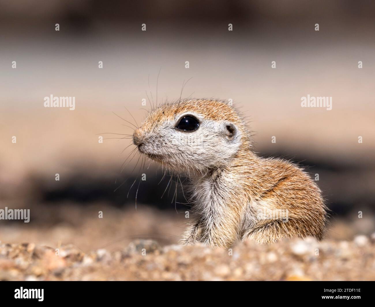 Écureuil à queue ronde (Xerospermophilus tereticaudus), Brandi Fenton Park, Tucson, Arizona, États-Unis d'Amérique, Amérique du Nord Banque D'Images