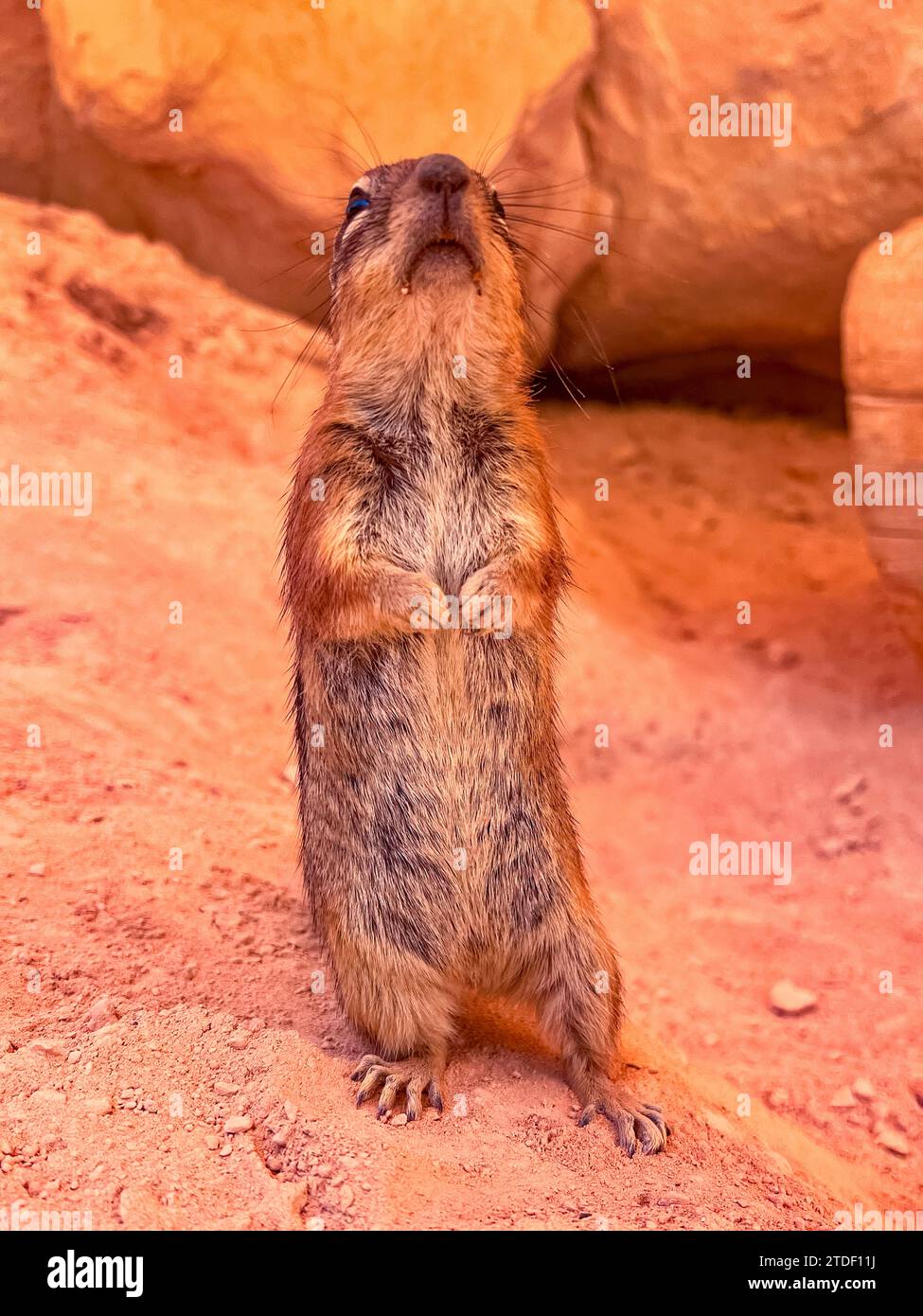 Écureuil mouillé adulte (Callospermophilus lateralis), dans le parc national de Bryce Canyon, Utah, États-Unis d'Amérique, Amérique du Nord Banque D'Images