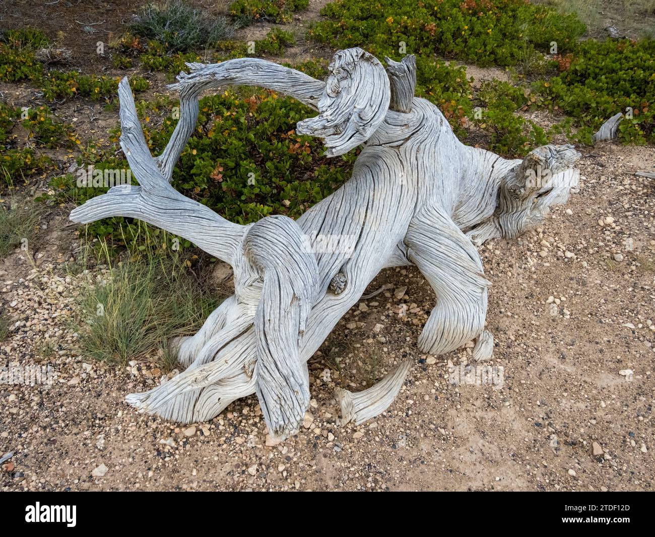 Un morceau de bois intéressant dans le parc national de Bryce Canyon, Utah, États-Unis d'Amérique, Amérique du Nord Banque D'Images