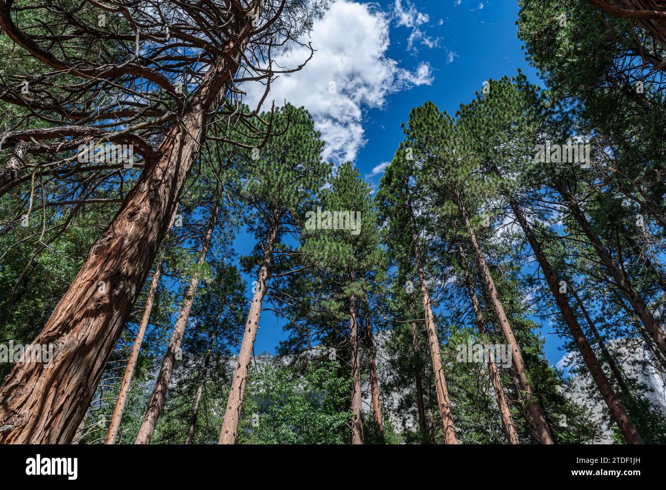 Séquoia dans le parc national de Yosemite, site du patrimoine mondial de l'UNESCO, Californie, États-Unis d'Amérique, Amérique du Nord Banque D'Images