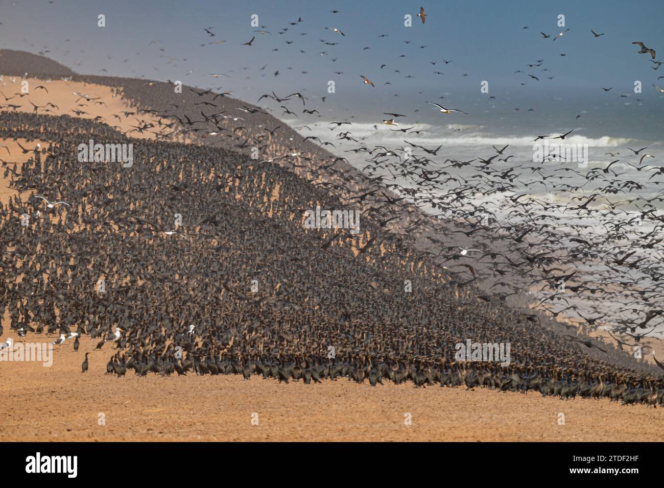 Nombre massif de Cormorans sur les dunes de sable le long de la côte atlantique, Namibe (Namib) désert, Parc National de Iona, Namibe, Angola, Afrique Banque D'Images