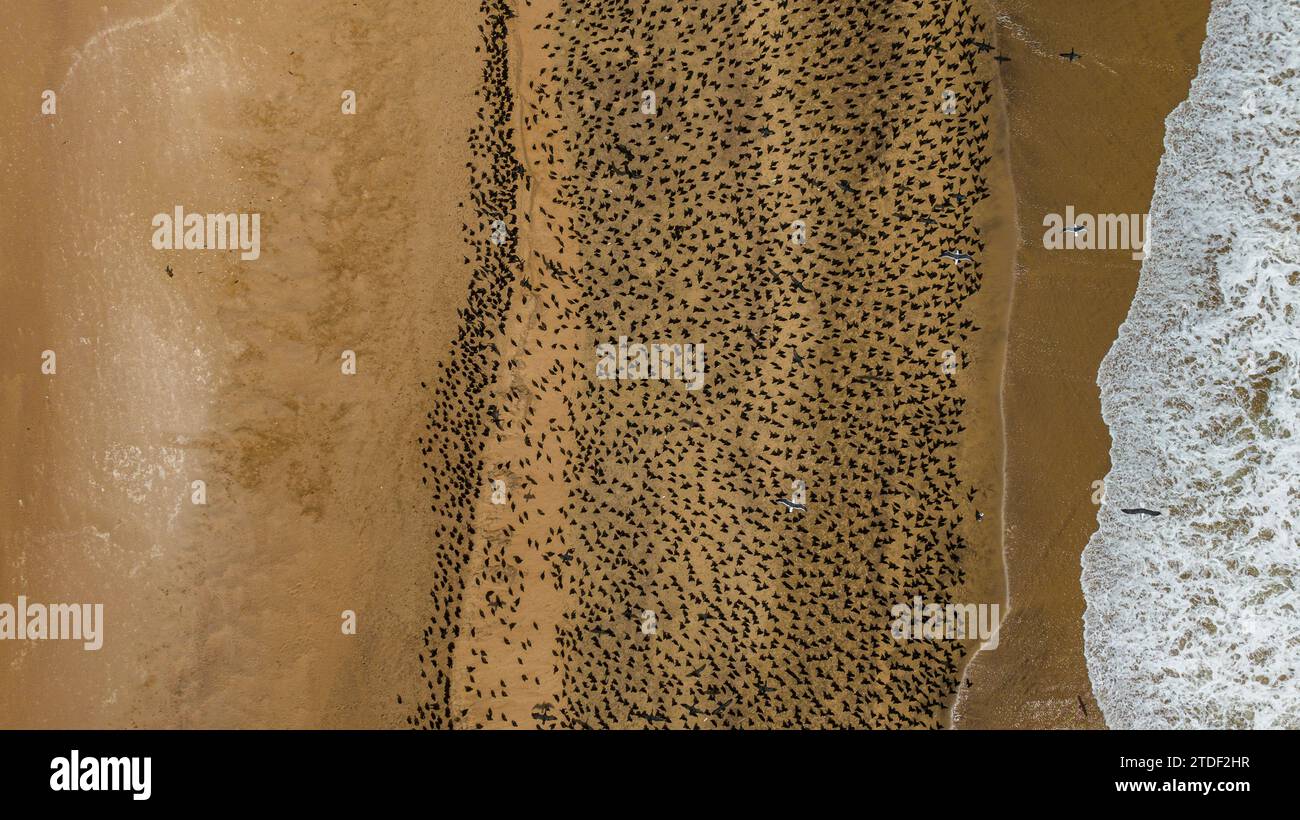Aérien d'un nombre massif de Cormorans sur les dunes de sable le long de la côte atlantique, désert de Namibe (Namib), parc national de Iona, Namibe, Angola, Afrique Banque D'Images