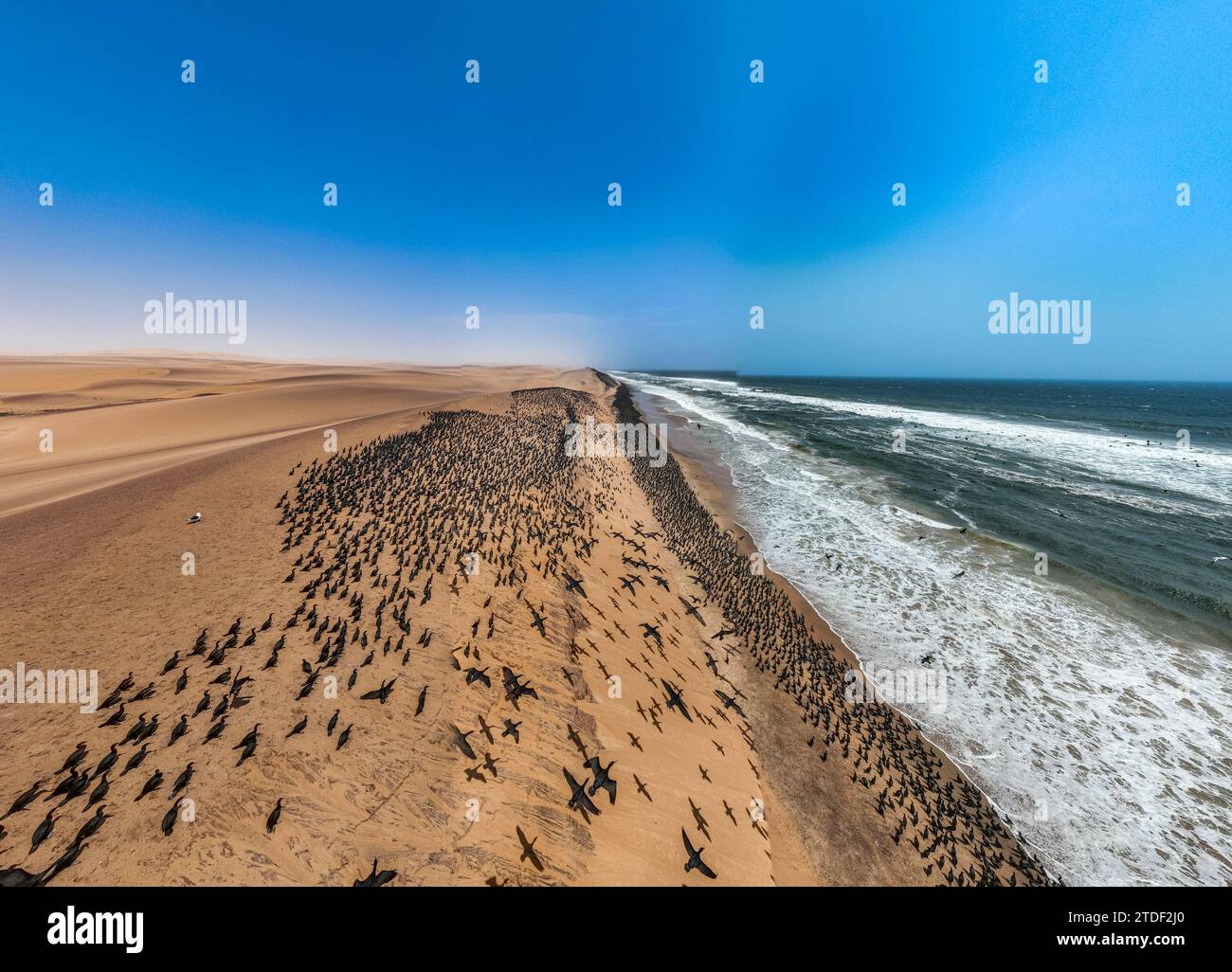 Aérien d'un nombre massif de Cormorans sur les dunes de sable le long de la côte atlantique, désert de Namibe (Namib), parc national de Iona, Namibe, Angola, Afrique Banque D'Images