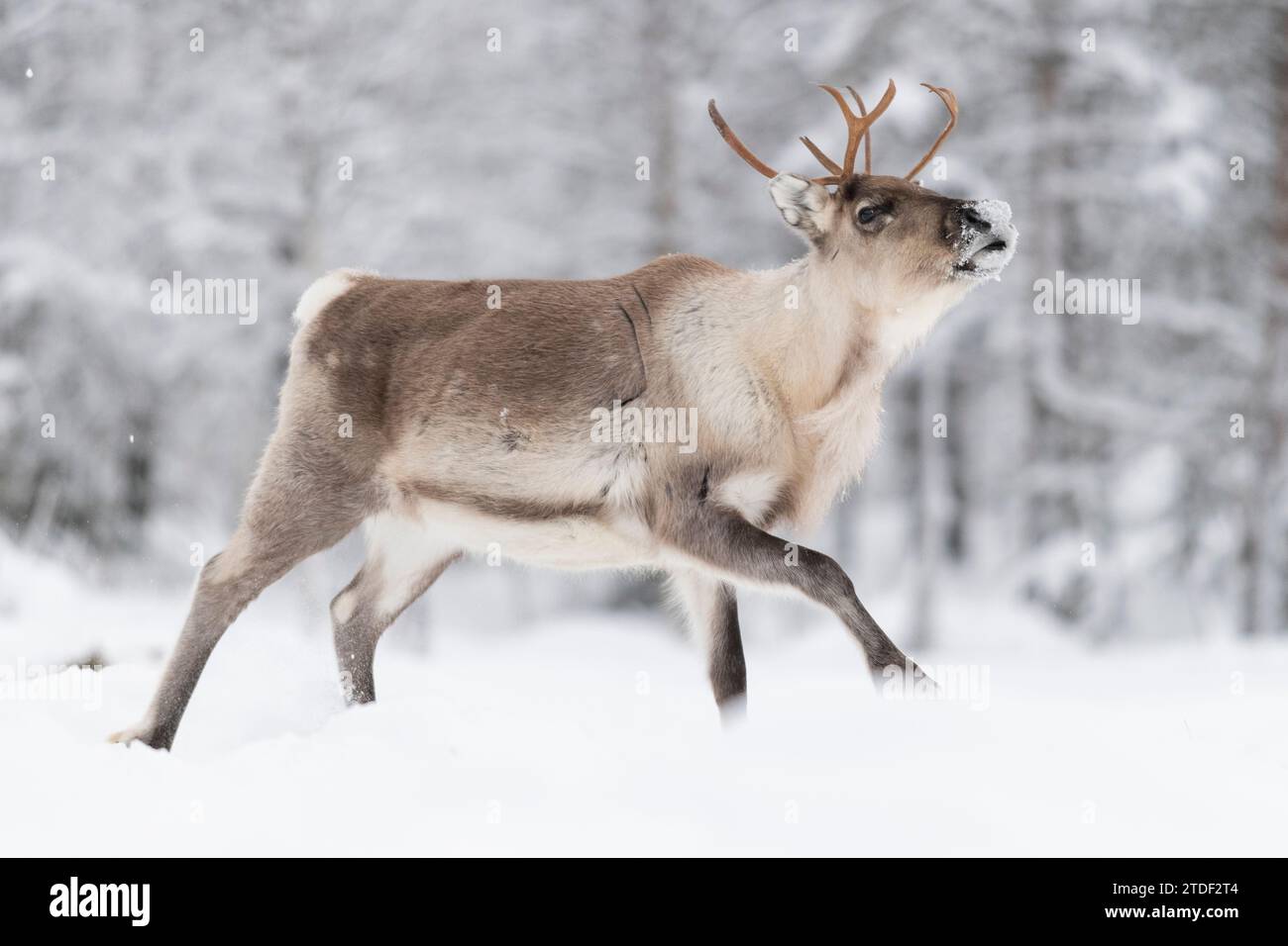 Renne dans la neige, Finlande, Europe Banque D'Images
