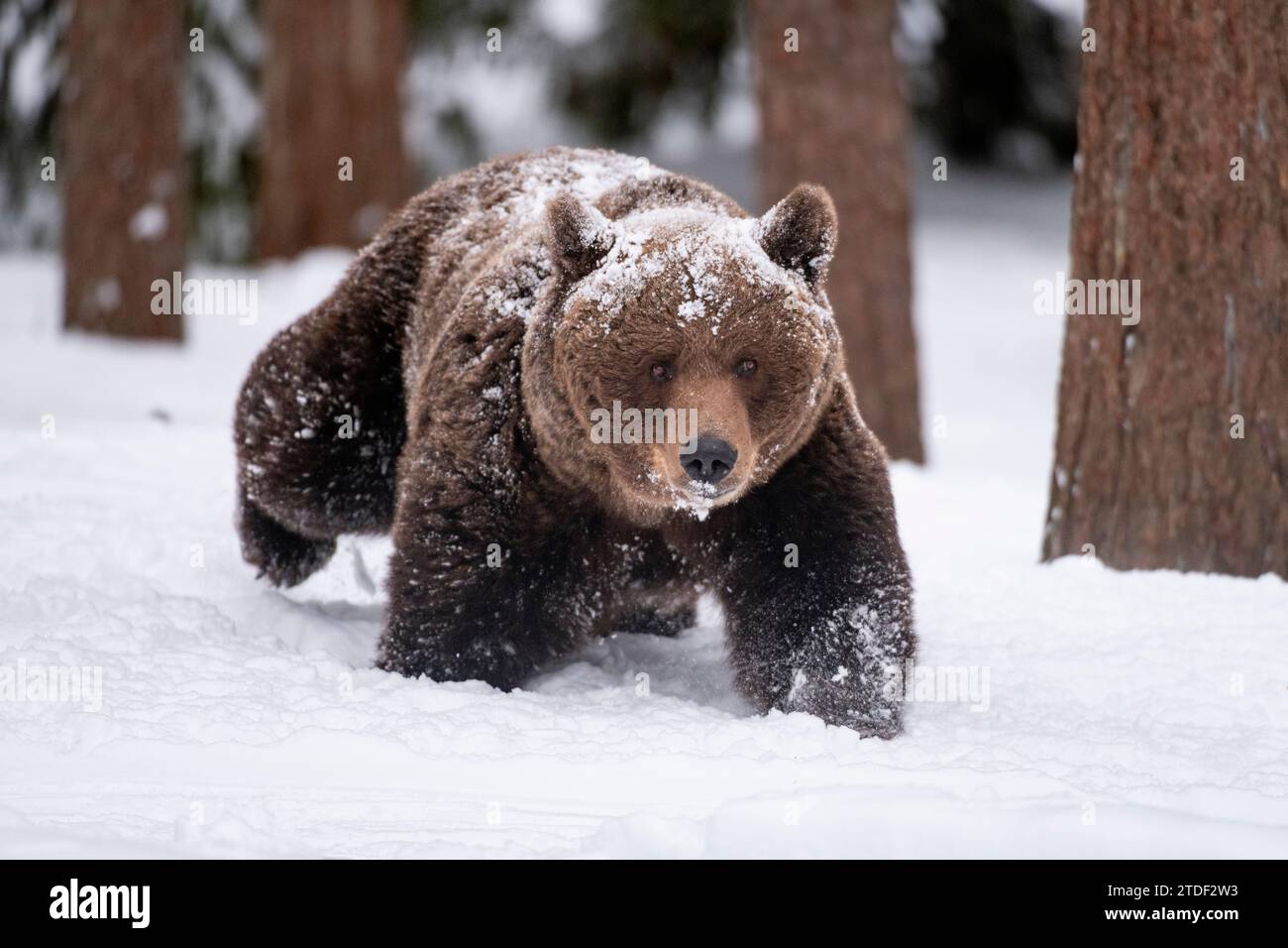 Ours brun eurasien (Ursus arctos arctos) femelle, marchant dans la neige dans l'environnement forestier de la taïga, Finlande, Europe Banque D'Images