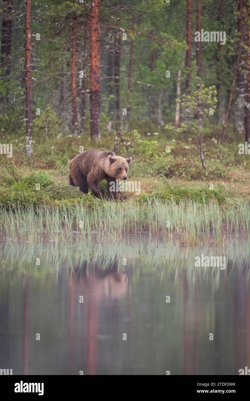 Ours brun eurasien (Ursus arctos arctos) près du lac, Finlande, Europe Banque D'Images