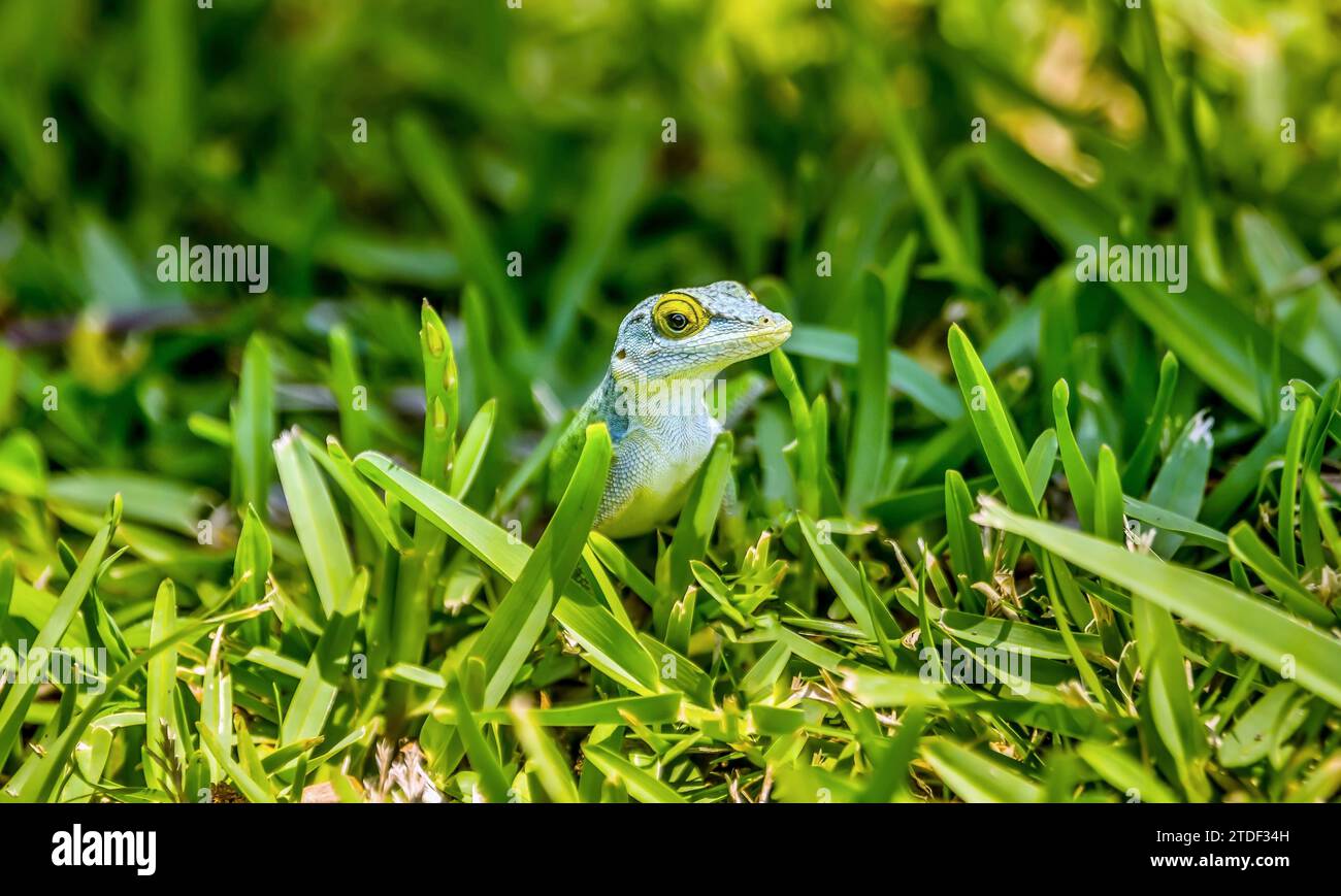 Lézard anole d'Antiguais (Anolis Leachii) aux Bermudes, Atlantique, Amérique du Nord Banque D'Images