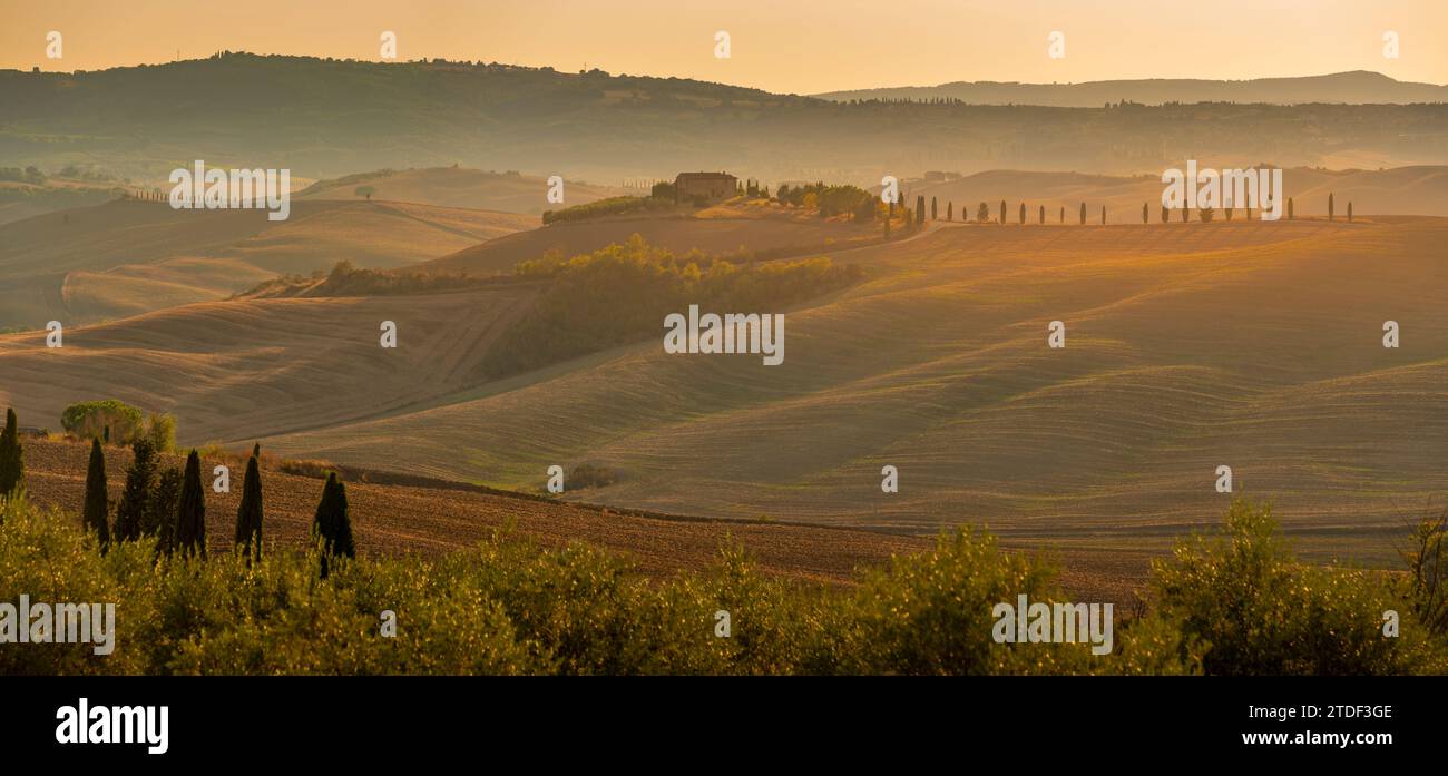 Vue du paysage toscan doré près de Pienza, Pienza, province de Sienne, Toscane, Italie, Europe Banque D'Images