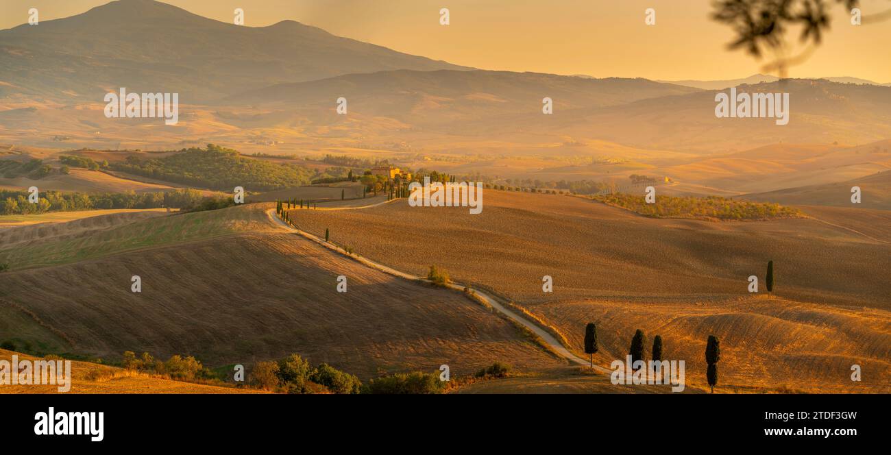 Vue du paysage toscan doré près de Pienza, Pienza, province de Sienne, Toscane, Italie, Europe Banque D'Images