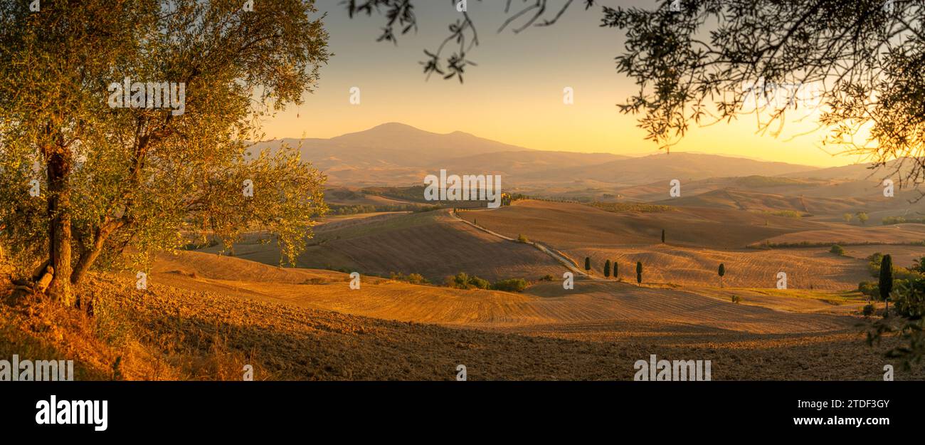 Vue du paysage toscan doré près de Pienza, Pienza, province de Sienne, Toscane, Italie, Europe Banque D'Images