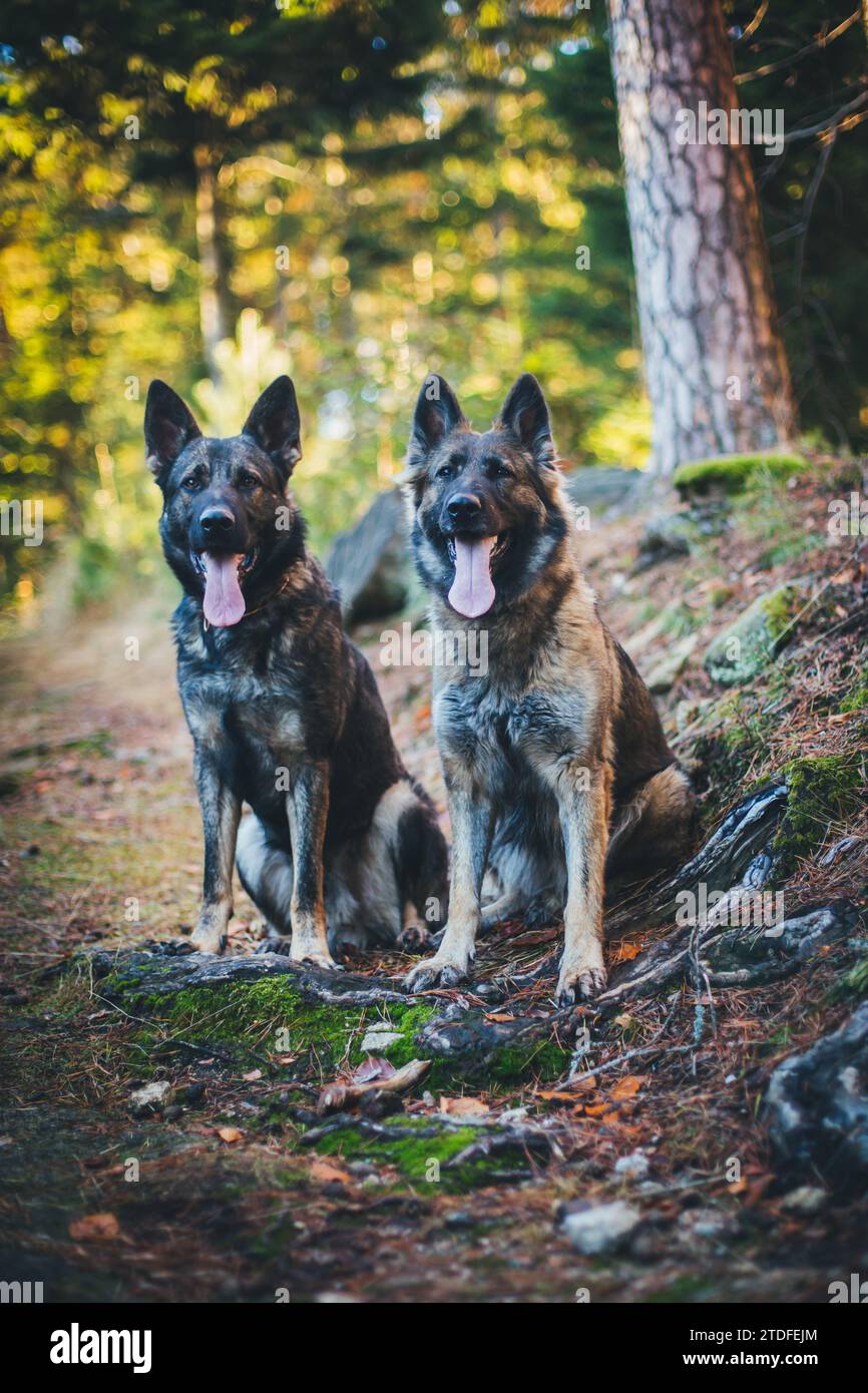Deux chiens de berger allemands (Alsaciens) assis dans la forêt Banque D'Images