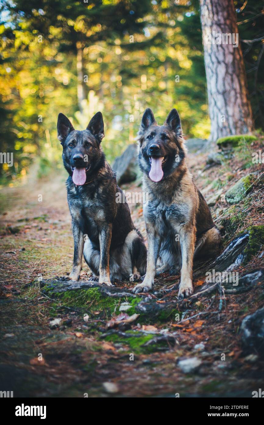 Deux chiens de berger allemands (Alsaciens) assis dans la forêt Banque D'Images