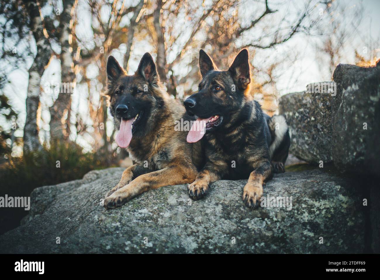 Deux chiens de berger allemands (Alsaciens) couchés sur une montagne Banque D'Images