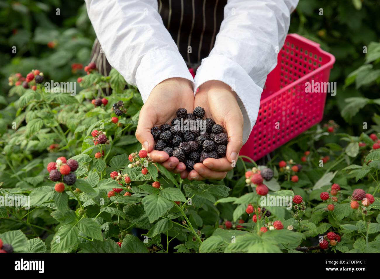 Baie noire mûre dans les deux mains Banque D'Images