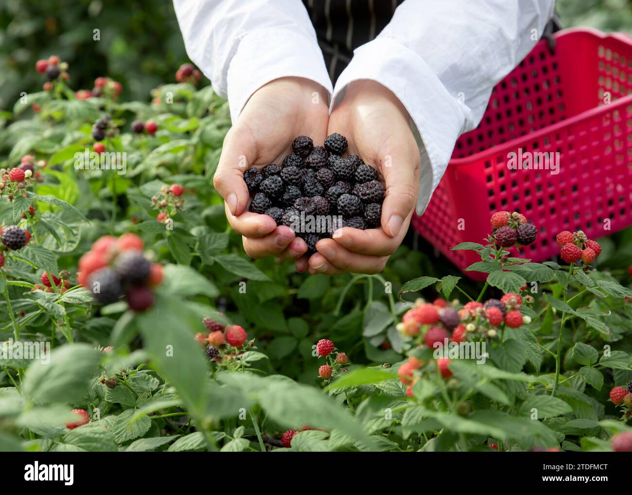 Baie noire mûre dans les deux mains Banque D'Images