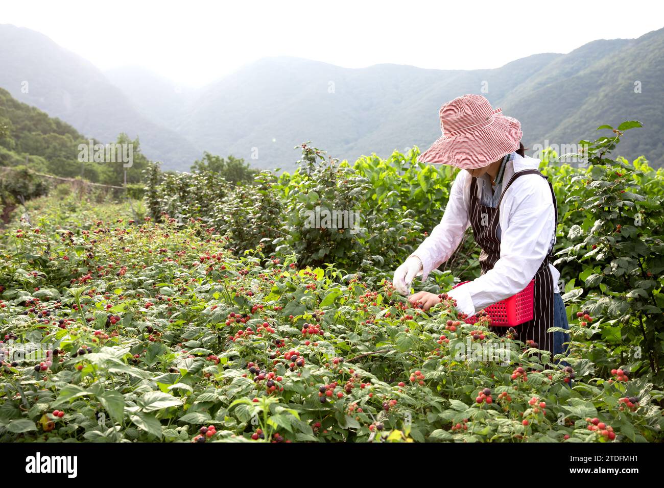 Une jeune agricultrice récolte des baies noires dans un champ de framboises Banque D'Images