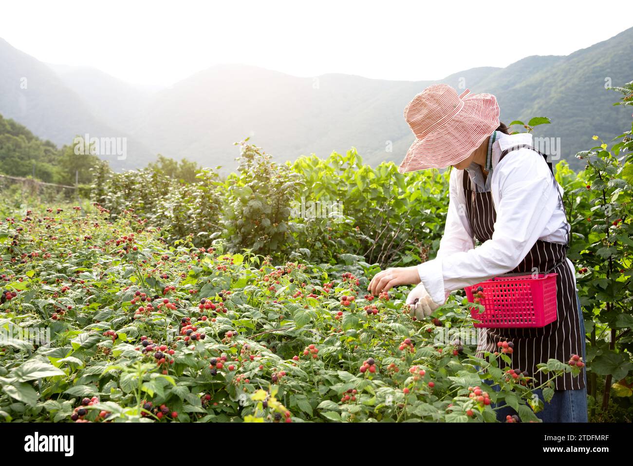 Une jeune agricultrice récolte des baies noires dans un champ de framboises Banque D'Images