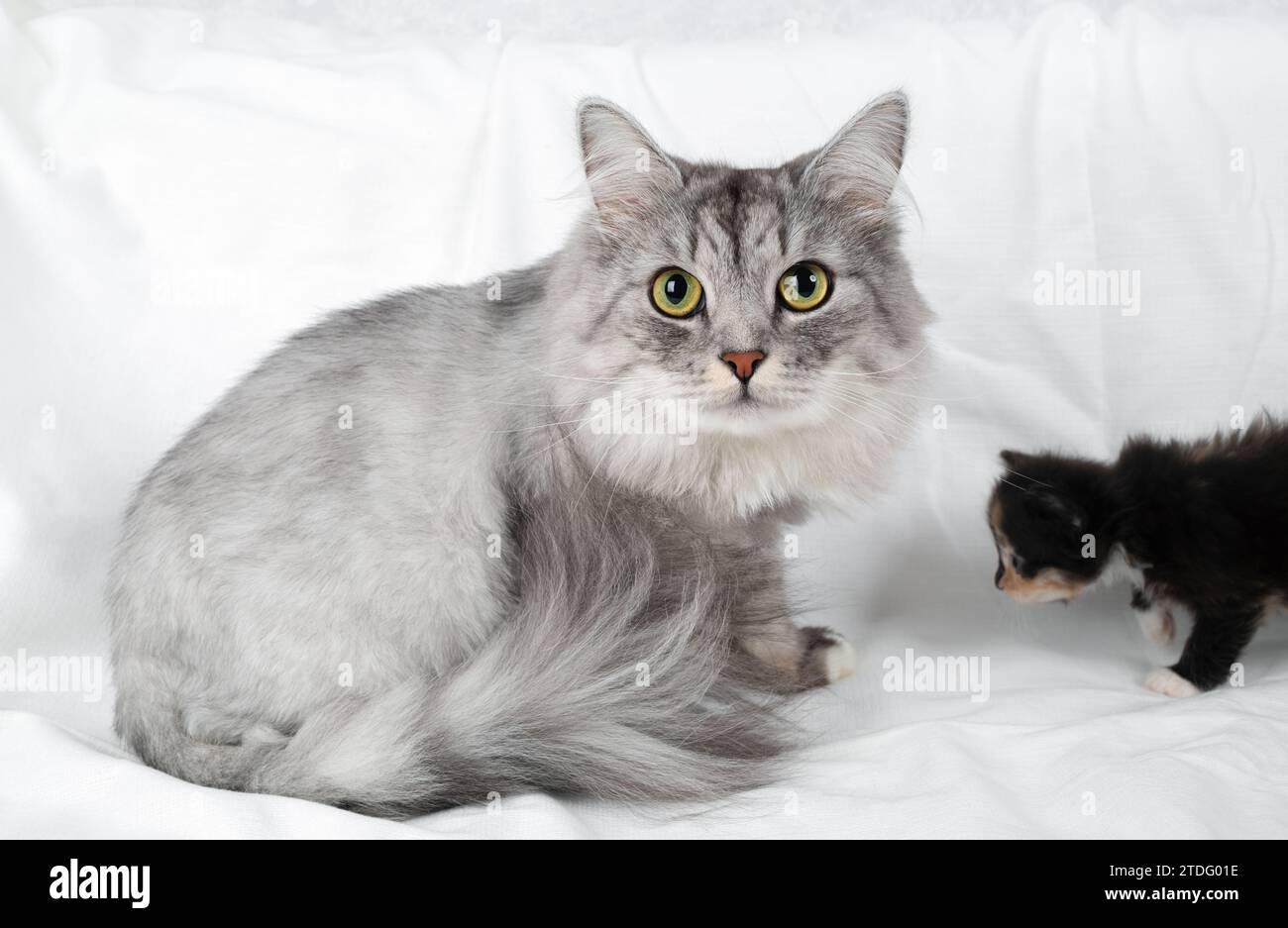 Mignon chat gris est assis sur un drap blanc. Banque D'Images