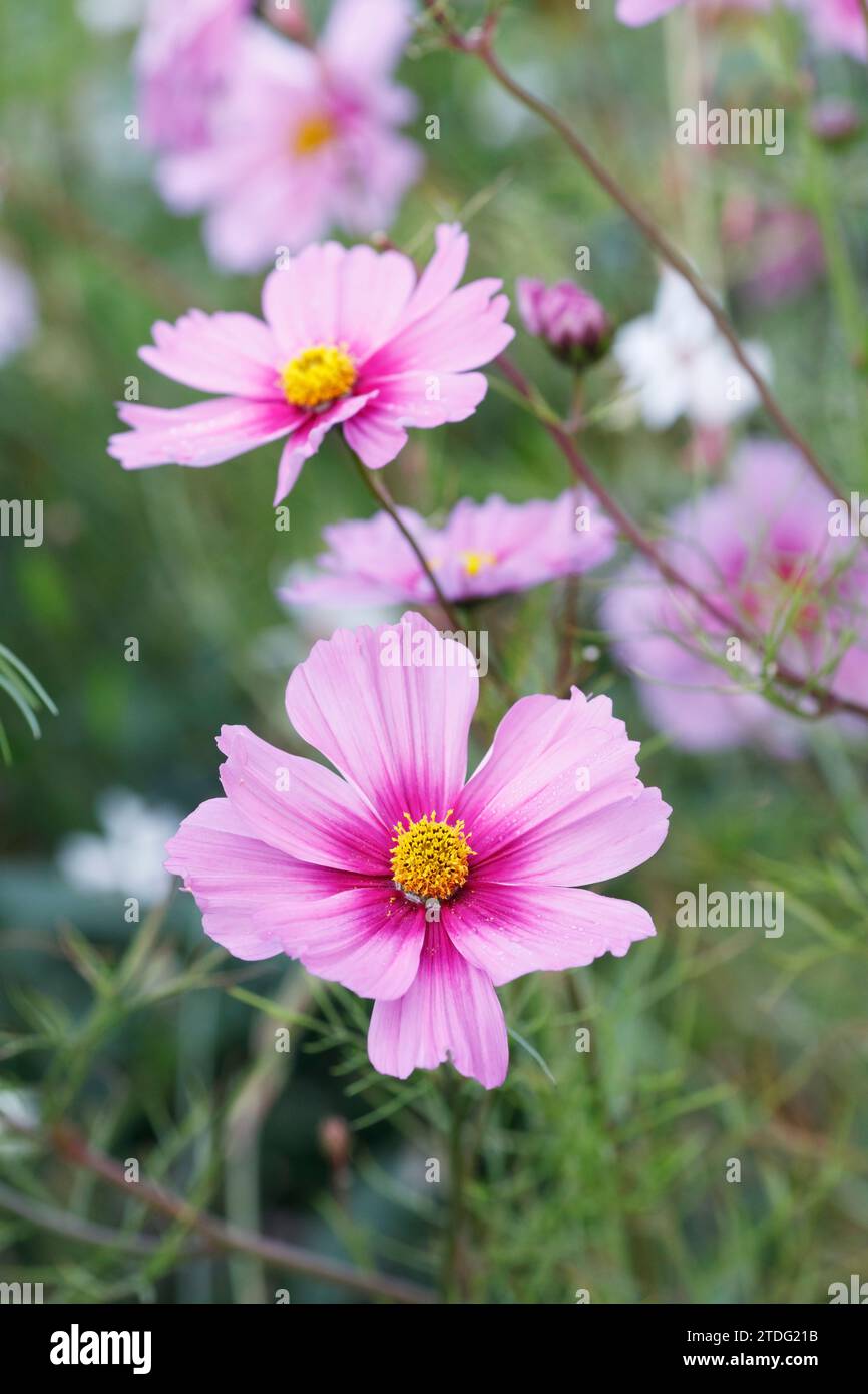 Cosmos bipinnatus fleurs dans le jardin. Banque D'Images