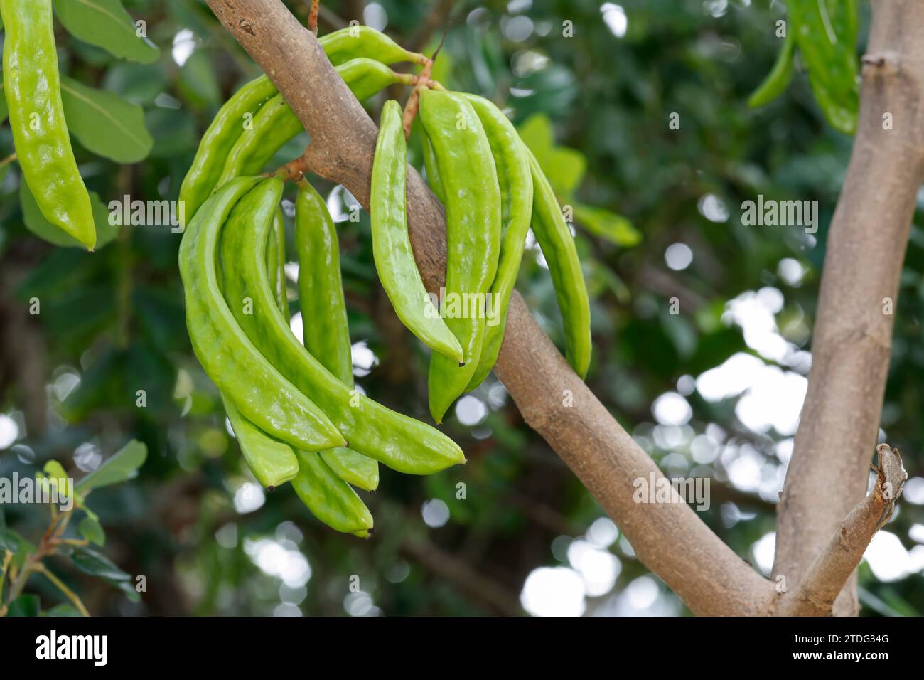 Johannisbrotbaum, Johannis-Brotbaum, unreife Früchte Ceratonia siliqua, Carob, St Joh s Bread, fruit, Caroubier Banque D'Images