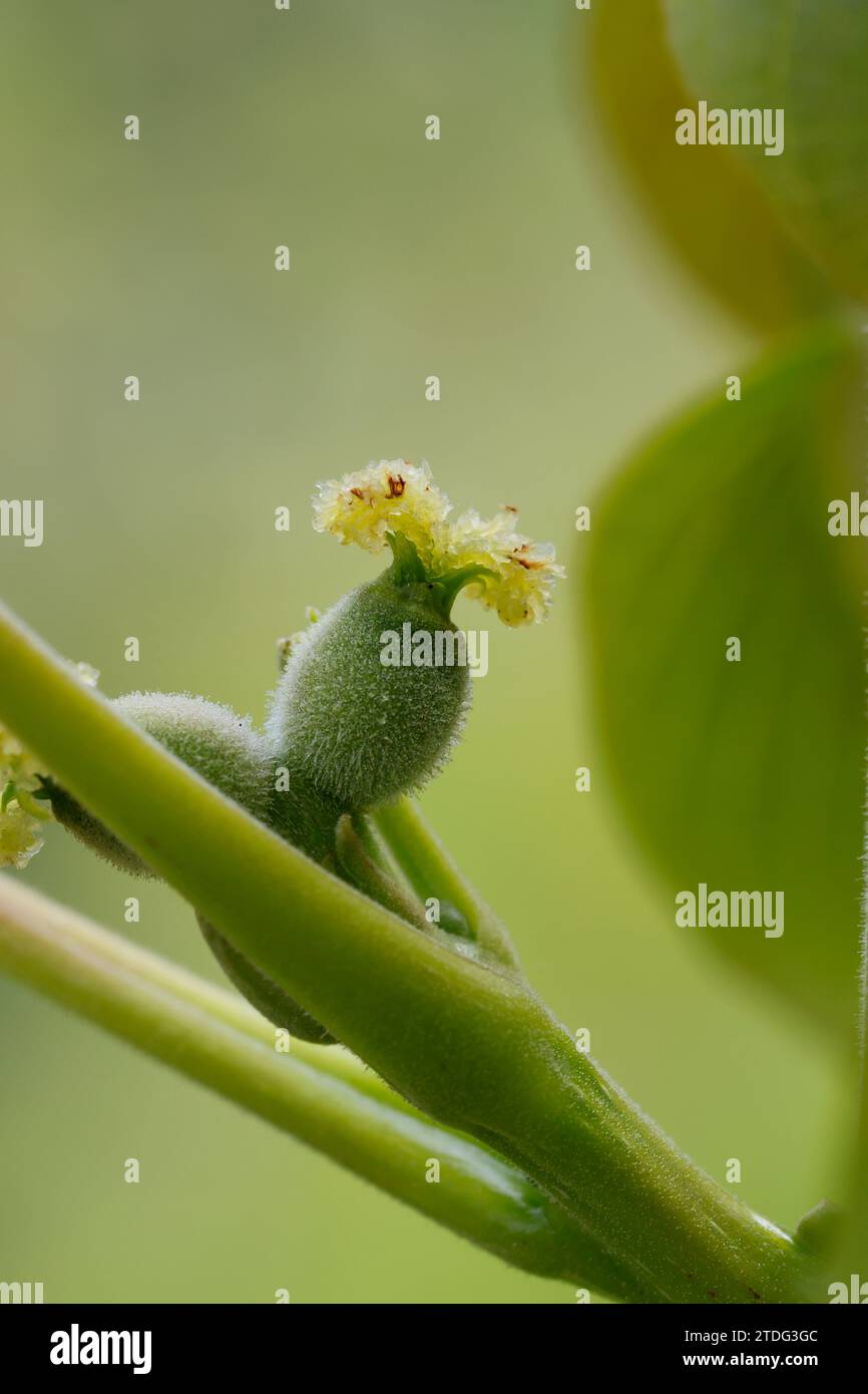 Walnuss, Walnuß, Weiblicher Blütenstand, weibliche Blüte, Blüte, Blüten, blühend, Wal-Nuss, Wal-Nuß, Juglans regia, noyer, fleur, fleurs, flores Banque D'Images