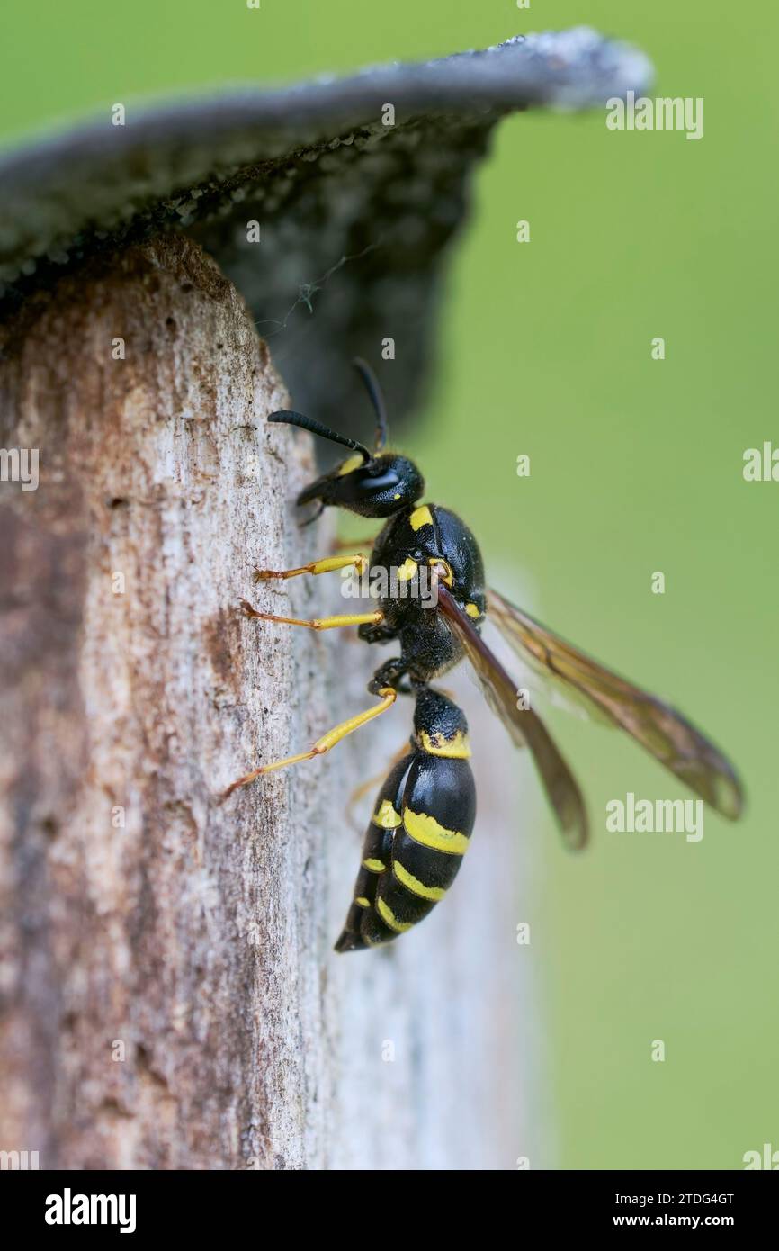 Lehmwespe, Ancistrocerus sp., Potter Wasp Banque D'Images