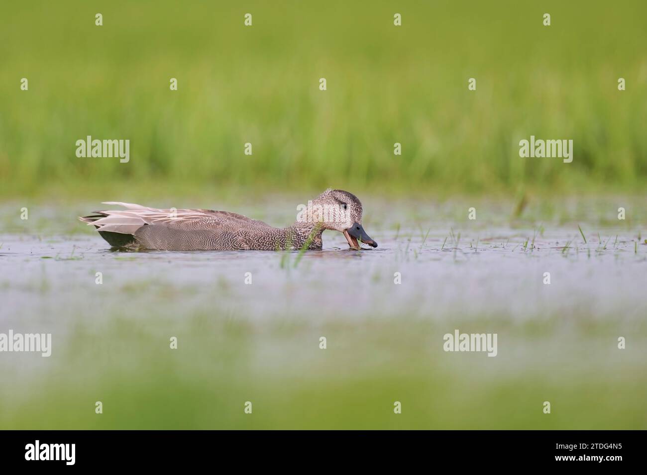 Schnatterente Maennchen, Mareca strepera, homme Gadwall Banque D'Images