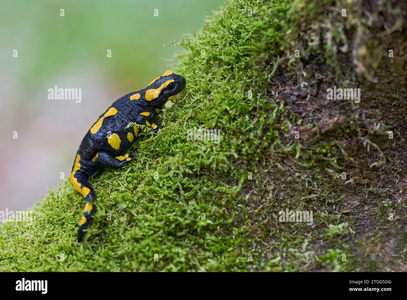 Salamandra salamandra, Feuersalamander, salamandre terrestre européenne Banque D'Images