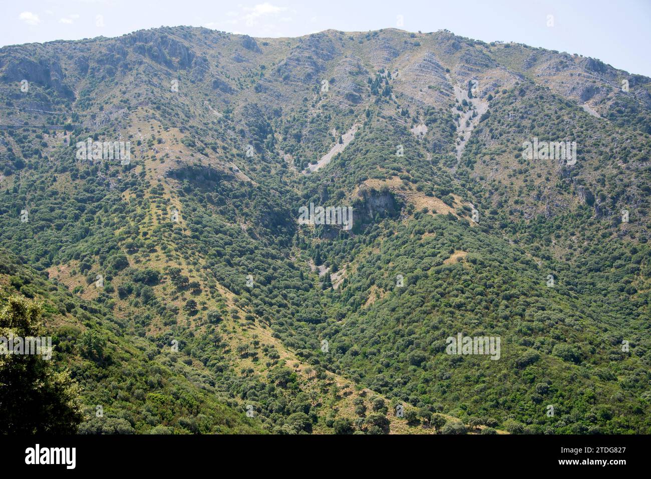 Le sapin espagnol (Abies pinsapo) est un conifère endémique des provinces de Cadix et Malaga. Cette photo a été prise à Puerto de las Palomas, province de Cadix, Banque D'Images