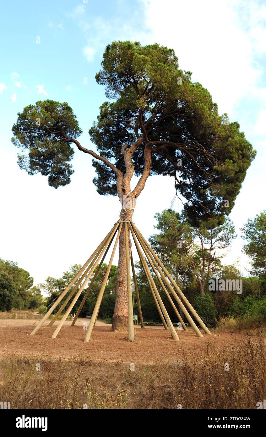 Le pin de pierre (Pinus pinea) est un conifère originaire du sud de l'Europe. Ses pignons de pin sont comestibles. Est un arbre singulier nommé Pi d'en Xandri. Cette photo Banque D'Images
