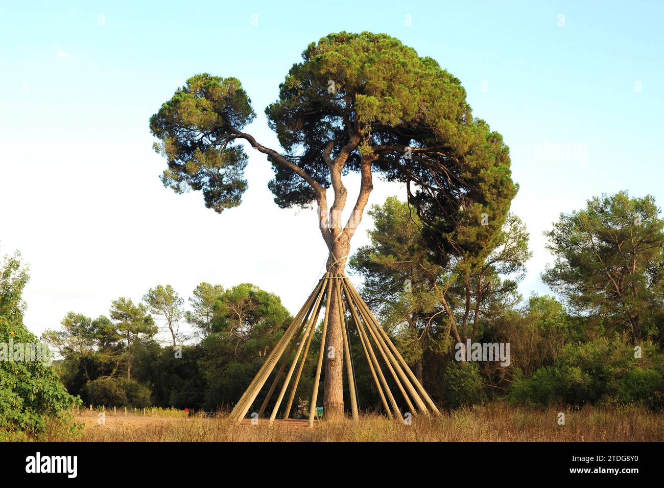 Le pin de pierre (Pinus pinea) est un conifère originaire du sud de l'Europe. Ses pignons de pin sont comestibles. Est un arbre singulier nommé Pi d'en Xandri. Cette photo Banque D'Images