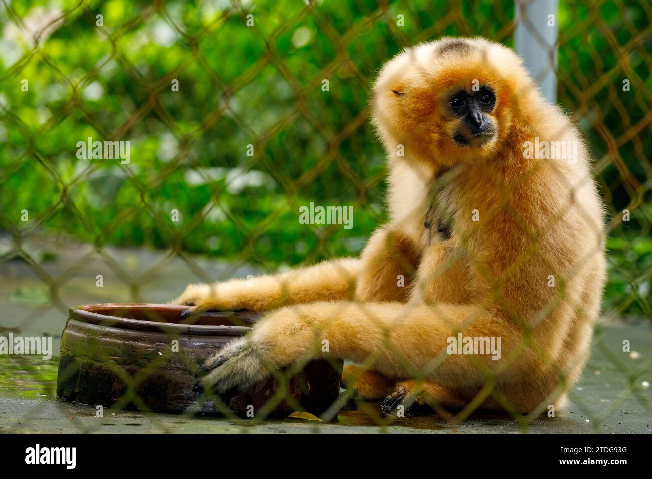 Un gibbon à crête jaune du sud à joues au CUC Phoung Jungle Banque D'Images