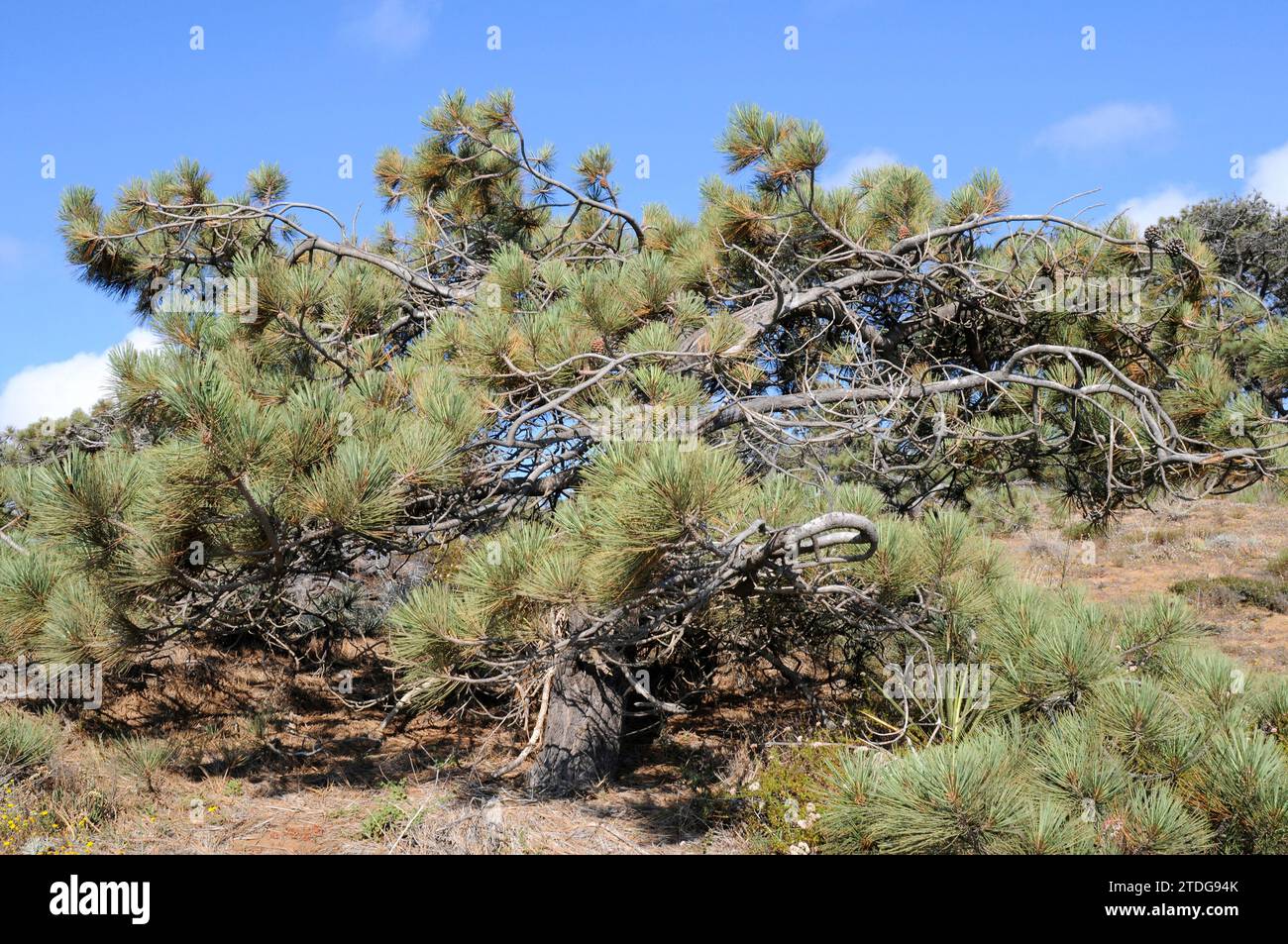 Le pin torrey (Pinus torreyana) est une espèce en voie de disparition endémique de San Diego (réserve naturelle d'État de Torrey Pines) et de l'île Santa Rosa, en Californie. TH Banque D'Images