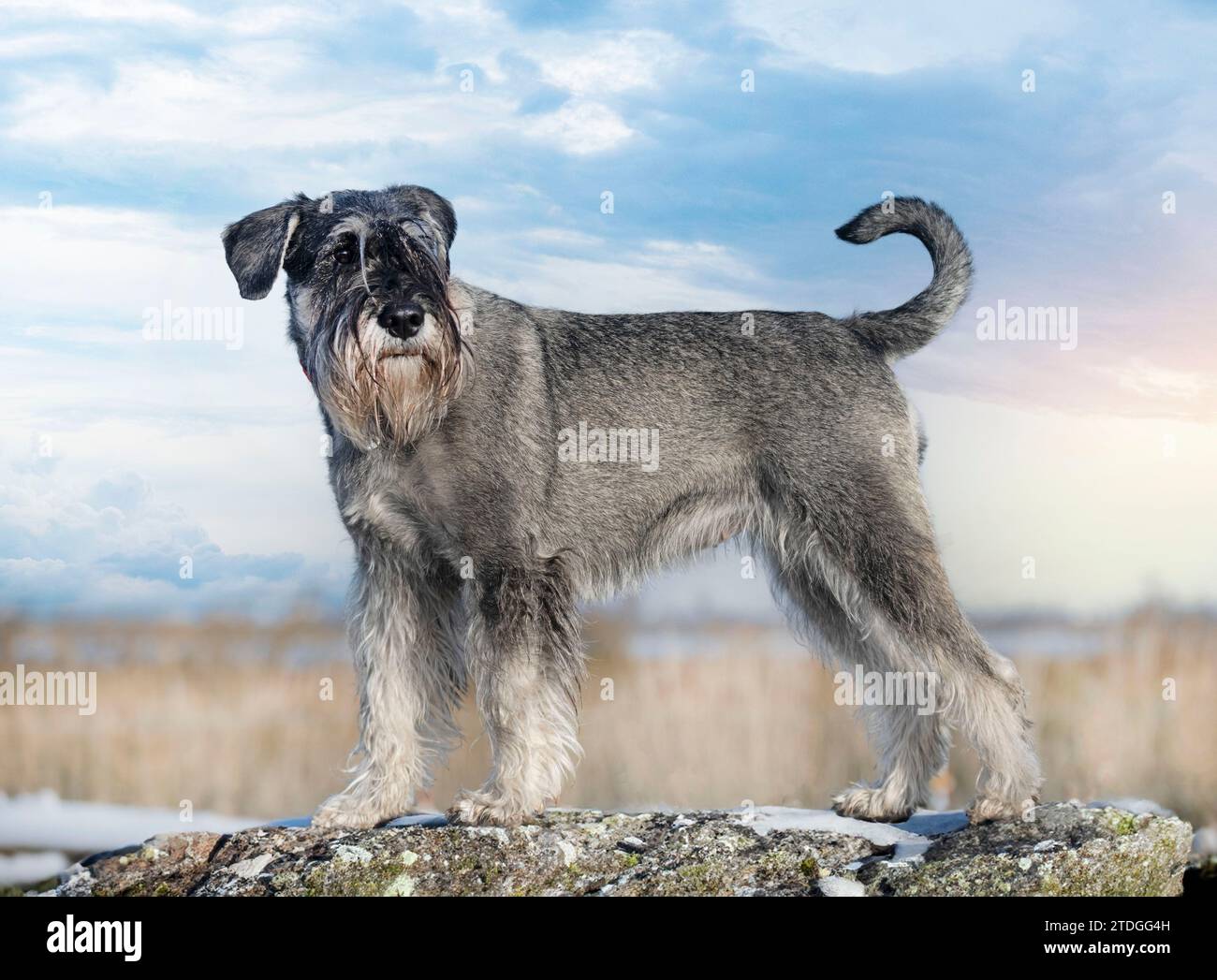 Standard Schnauzer rester dans la nature en hiver Banque D'Images