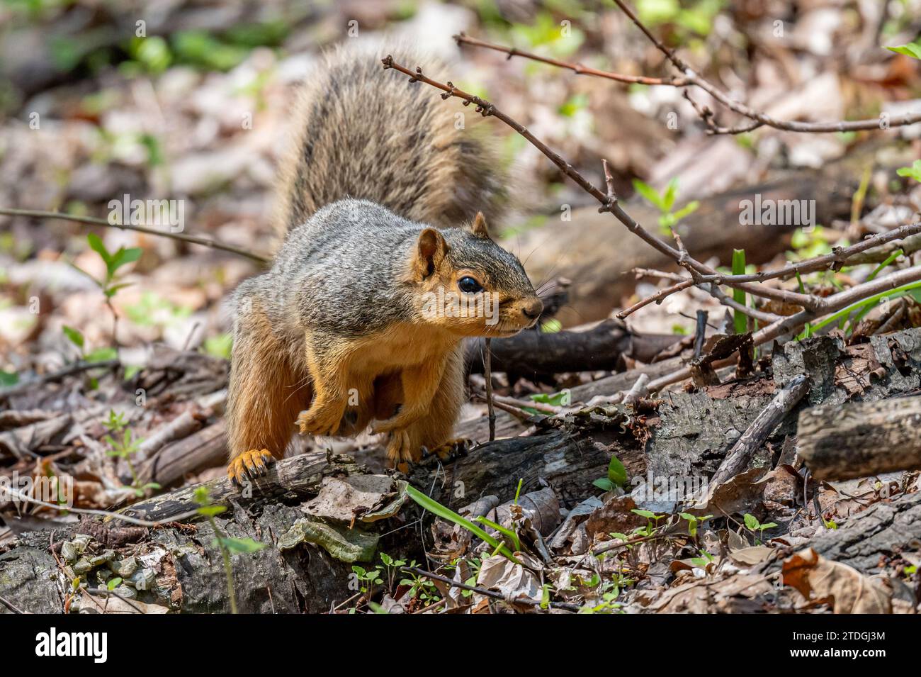 Un écureuil renard (Sciurus niger) dans la forêt au printemps dans le Michigan, USA. Banque D'Images