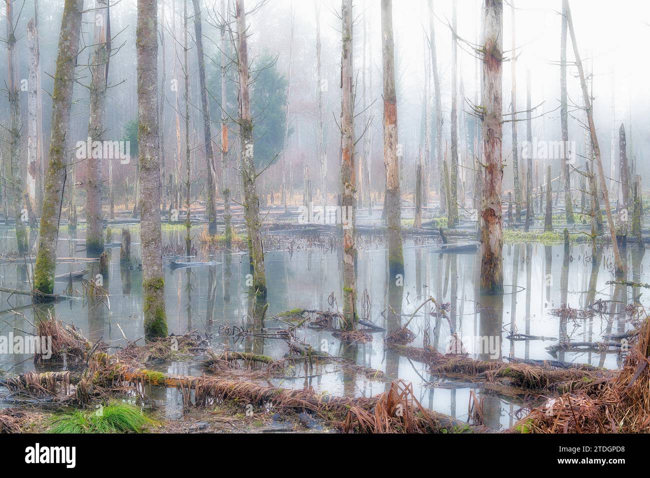 Lac créé par le frass de castor avec des arbres morts dans le brouillard, Canton de Zurich, Suisse Banque D'Images